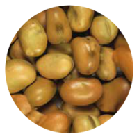 Biologic Broad Beans