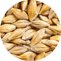 Biologic Barley